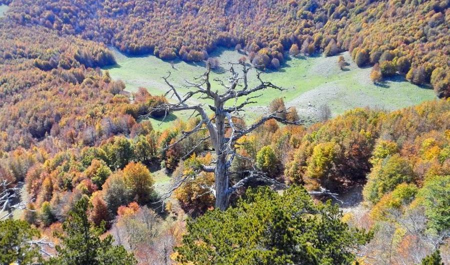 italus pino loricato piu vecchio2