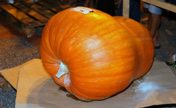 la zucca girifalco
