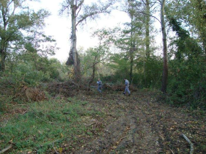 lattarico taglio alberi 02