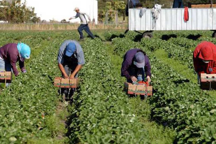 lavoro agricolo agricoltura