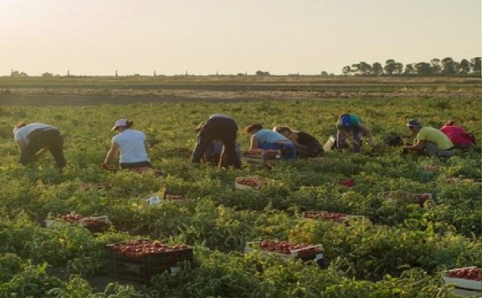 lavoro agricolo