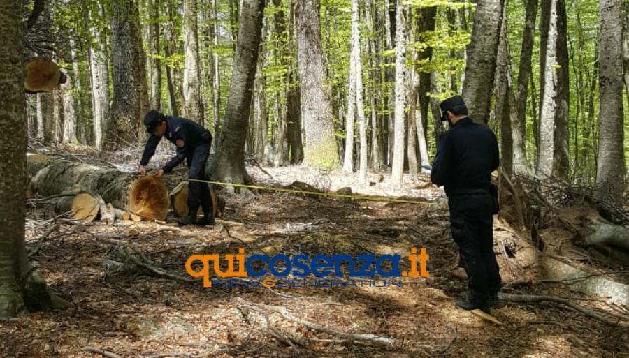 legna furto petilia policastro