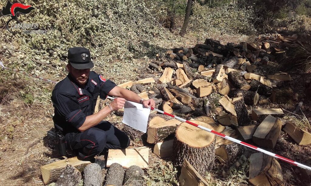 Abbattuti gli alberi di un bosco in provincia di Cosenza 1 legna san sosti