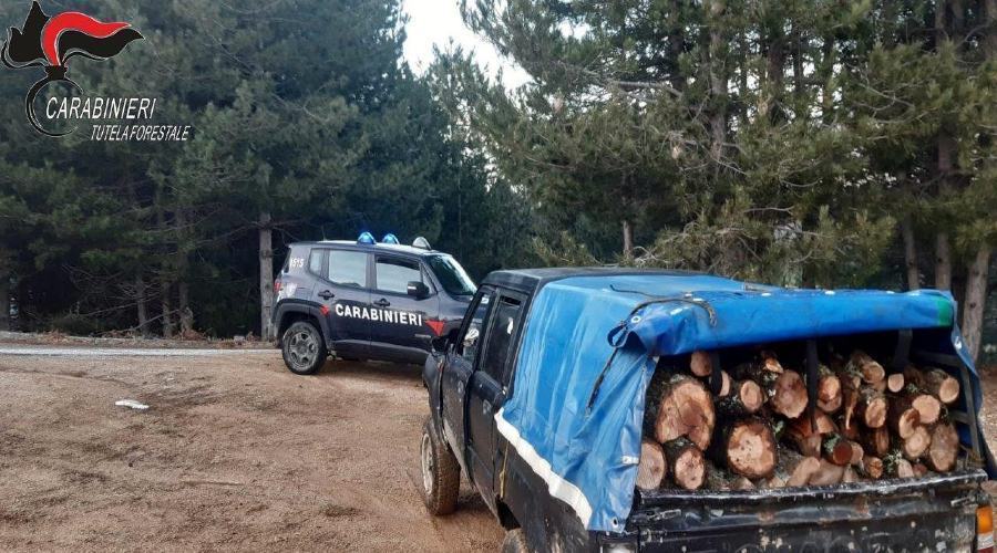 Colto in flagrante mentre ruba legna dal bosco, arrestato 70enne nel cosentino 51 legna sequestrata 1