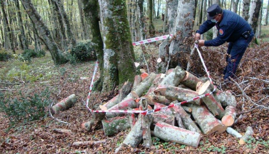 legna sequestro cetraro taglio abusivo