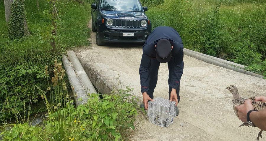 San Lorenzo del Vallo: cardellini detenuti illegalmente, esemplari rimessi in libertà 53 liberazione volatili carab forestali 01