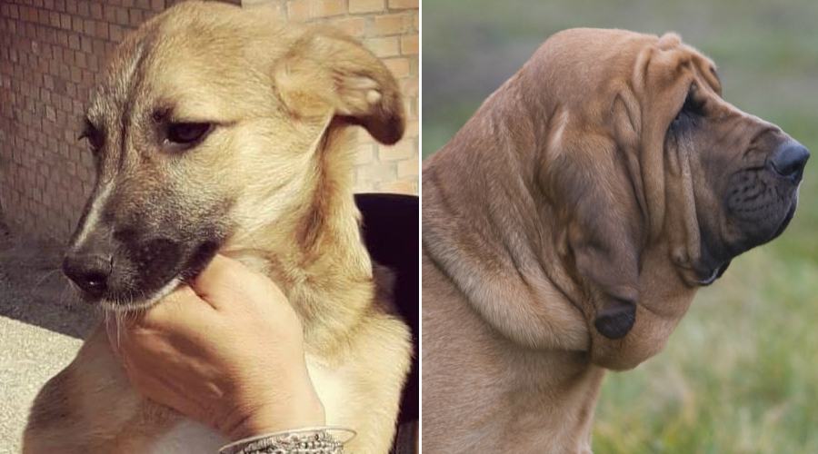 lola e cane molecolare 1