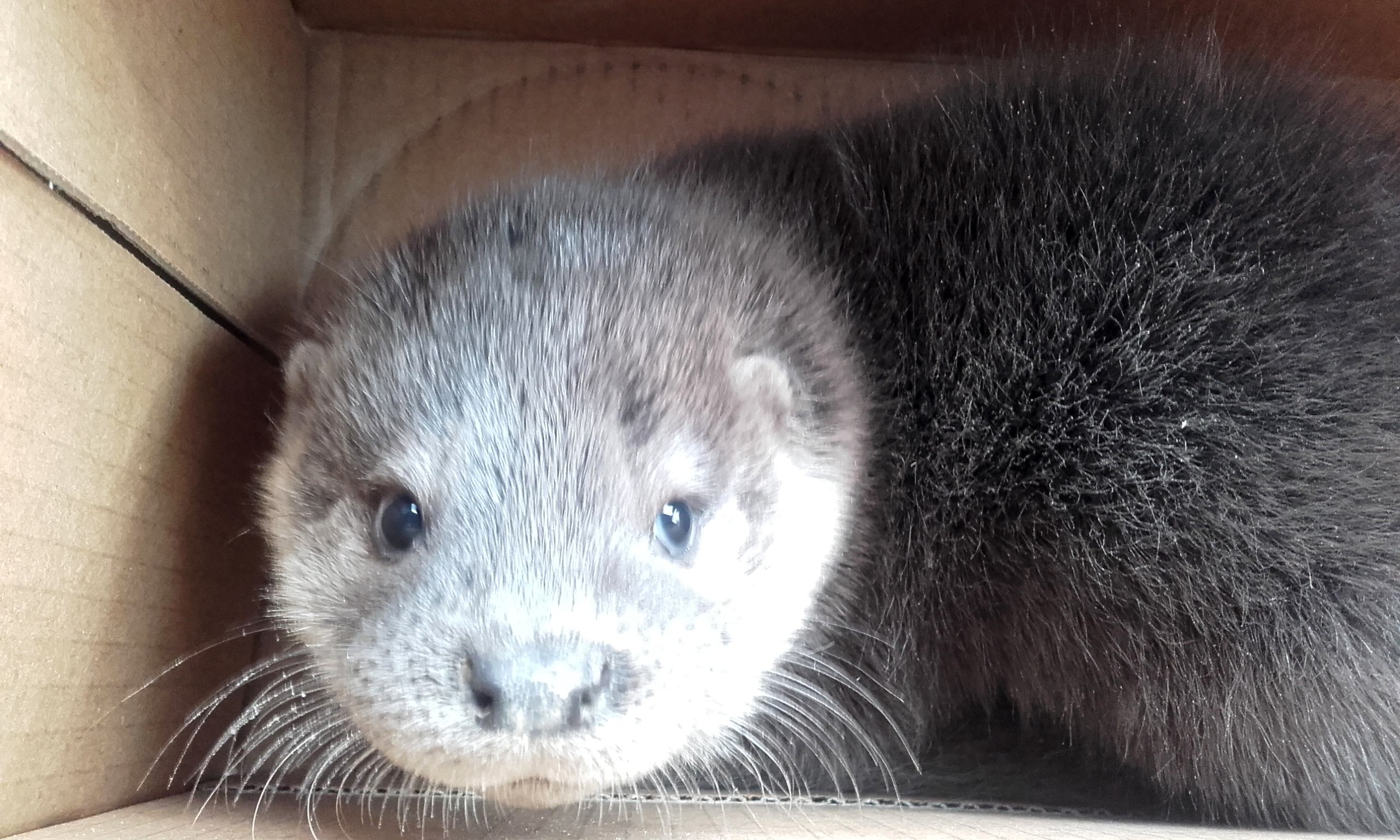 Lontra ritrovata tra le strade del Tirreno cosentino 53 lontra cc forestale scalea