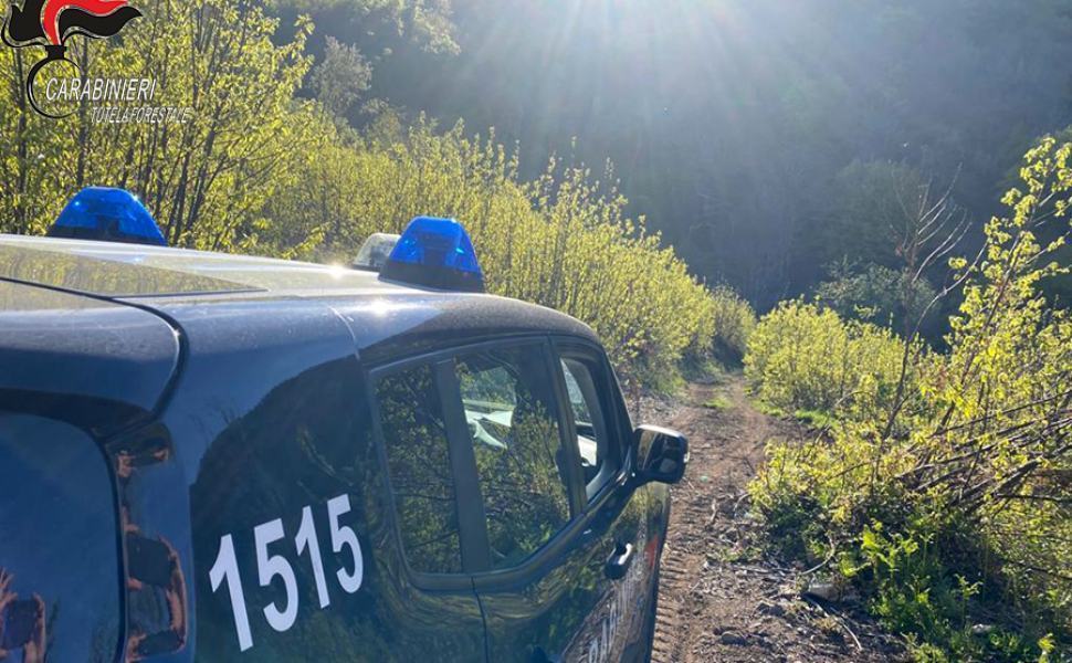 luogo furto alberi rota greca carabinieri forestali 01