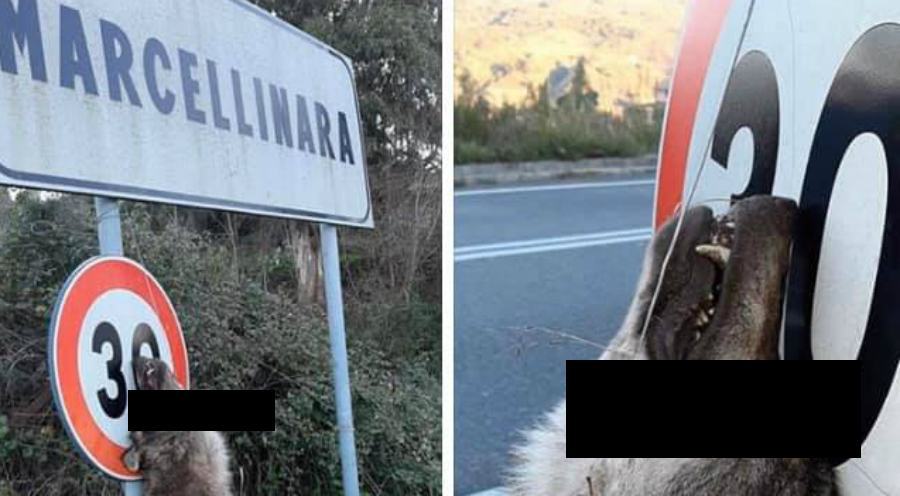 lupo impiccato marcellinara 01