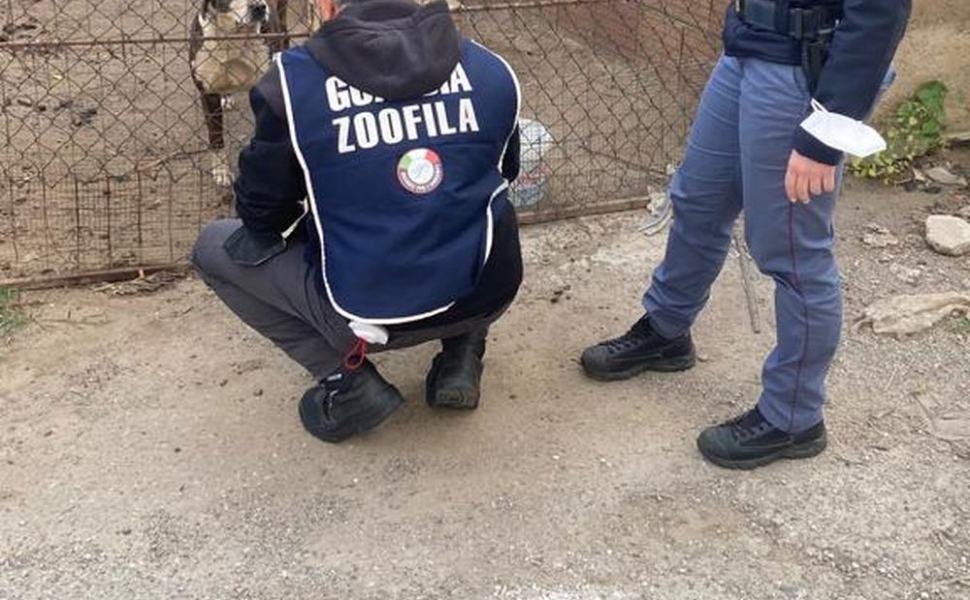 Maltrattamento di animali, denunciati due volte in pochi giorni 51 maltrattamenti animali guardia ecozoofila