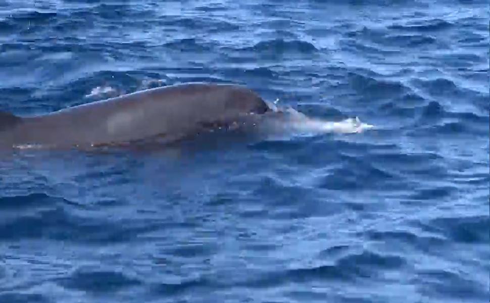 mamma delfino e cucciolo morto