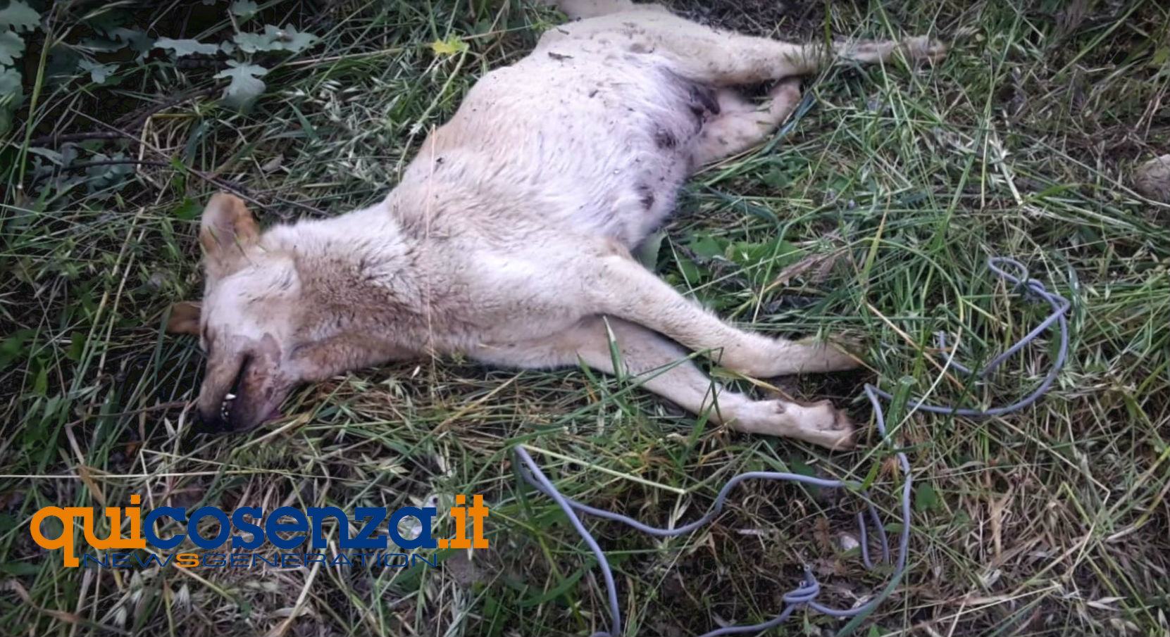 Cagnolina incinta legata e sepolta viva tra le campagne di Marano Marchesato (VIDEO) 50 marano