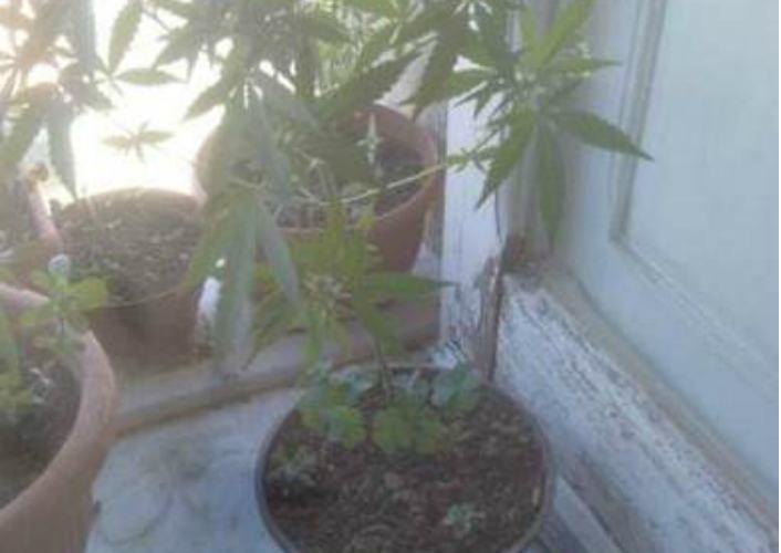 Coltivava 9 piante di marijuana a casa: arrestato 25enne di Diamante 74 marijuana 1 3