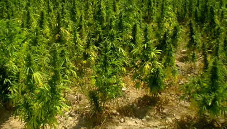 marijuana 13