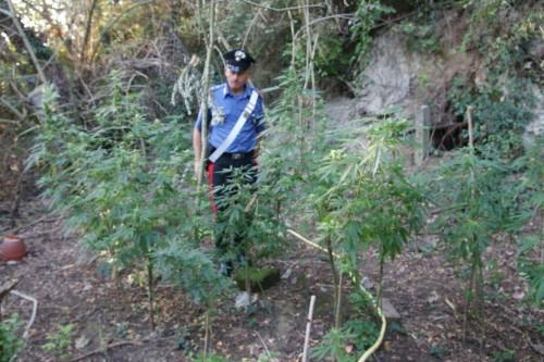 Coltivavano marijuana nei pressi di un casolare, in manette un'intera famiglia 203 marijuana 2