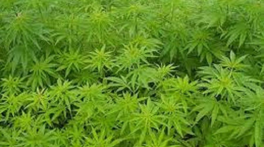 Droga: rinvenuti in un casolare nel reggino 10 kg di marijuana 51 marijuana 800x444 3