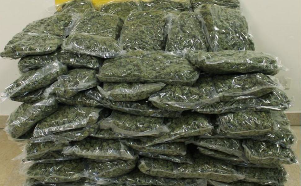 marijuana ardore marina 50 chili