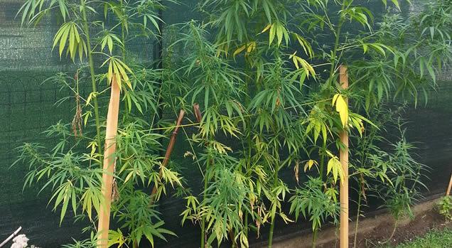 marijuana belvedere diamante