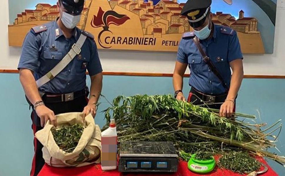 Disoccupato si mette a coltivare marijuana, arrestato 24enne 51 marijuana carabinieri 7