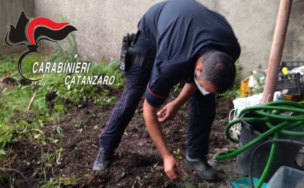 marijuana carabinieri catanzaro