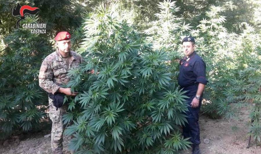 marijuana casali del manco piantagione 01