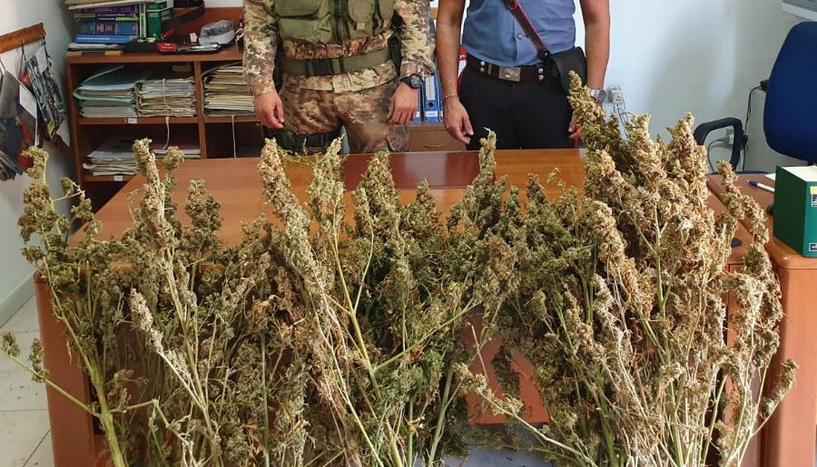 marijuana cc campana