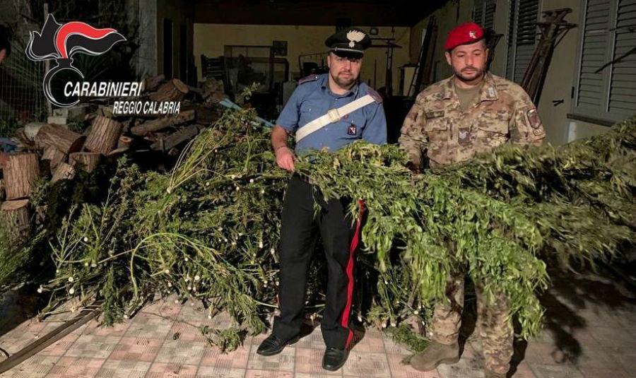 Sequestrato un essiccatoio per la marijuana e droga per 900mila euro 53 marijuana essiccatoio 01