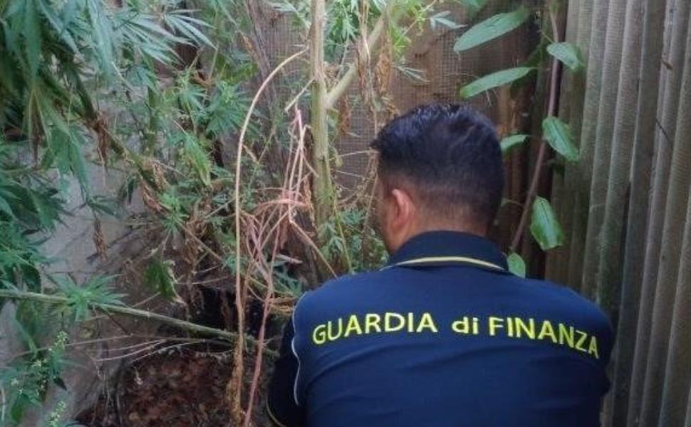 marijuana nicotera guardia di finanza
