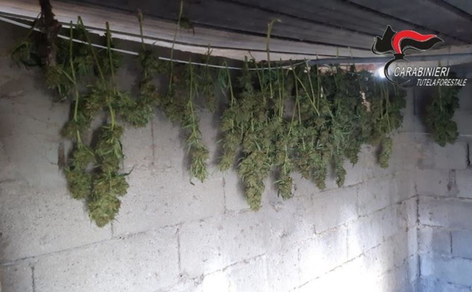 marijuana persicara lamezia