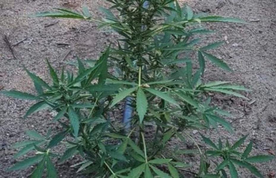 Scoperte 2mila piante di marijuana in un terreno agricolo abbandonato 51 marijuana pianta 1