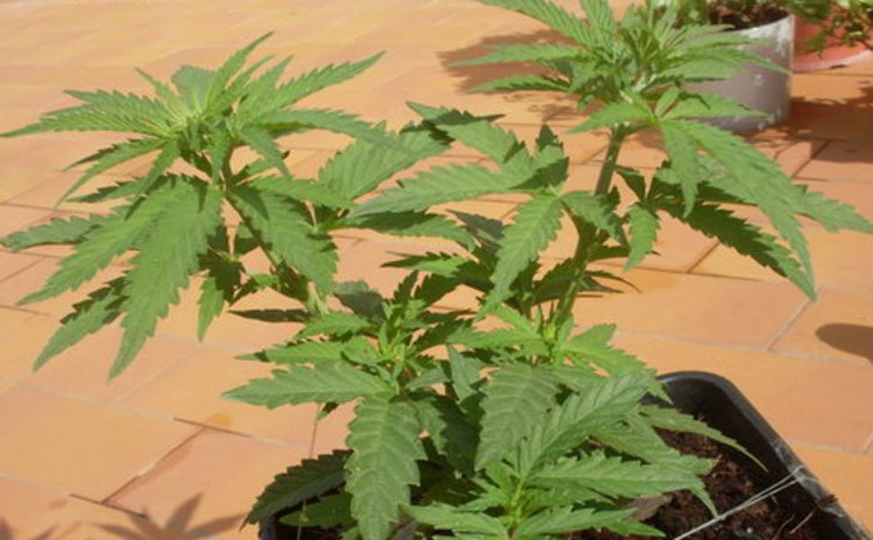 marijuana pianta balcone repertorio