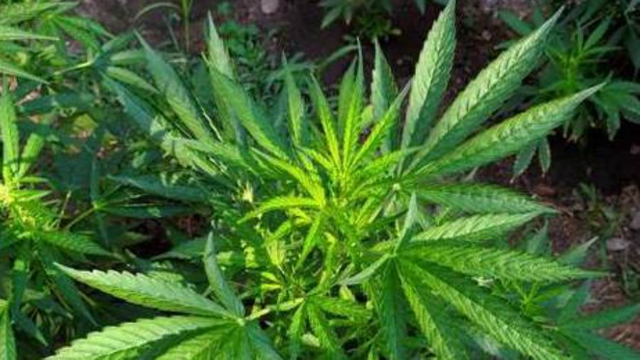Scoperte settecento piante di marijuana, sono state estirpate e distrutte 51 marijuana pianta