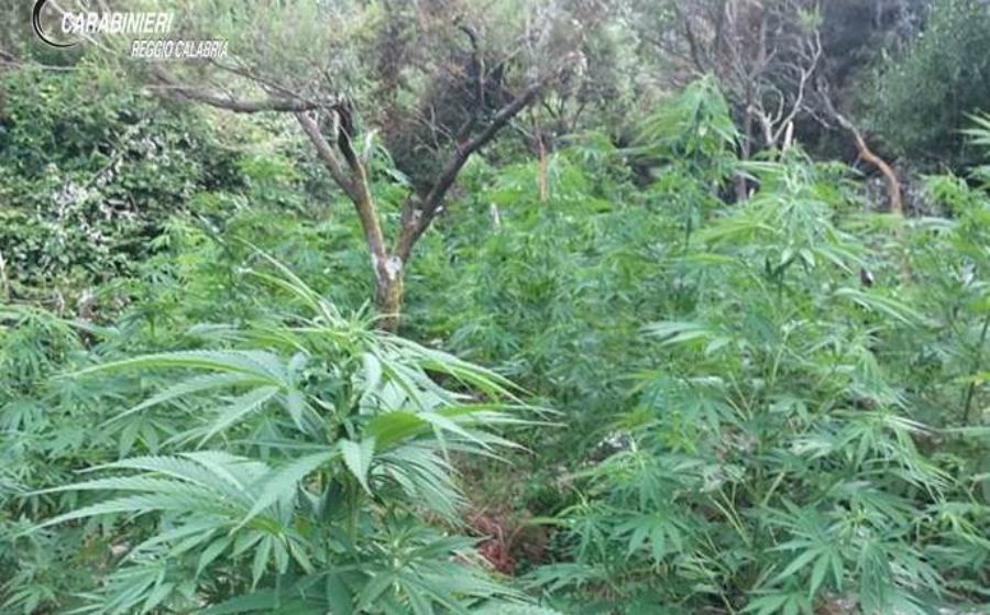 marijuana piantagione carab reggio