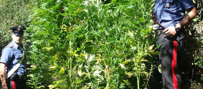 Piantagione di marijuana scoperta nel Cosentino, sequestrate 1500 piante 51 marijuana piantagione carabinieri sondalo (3)