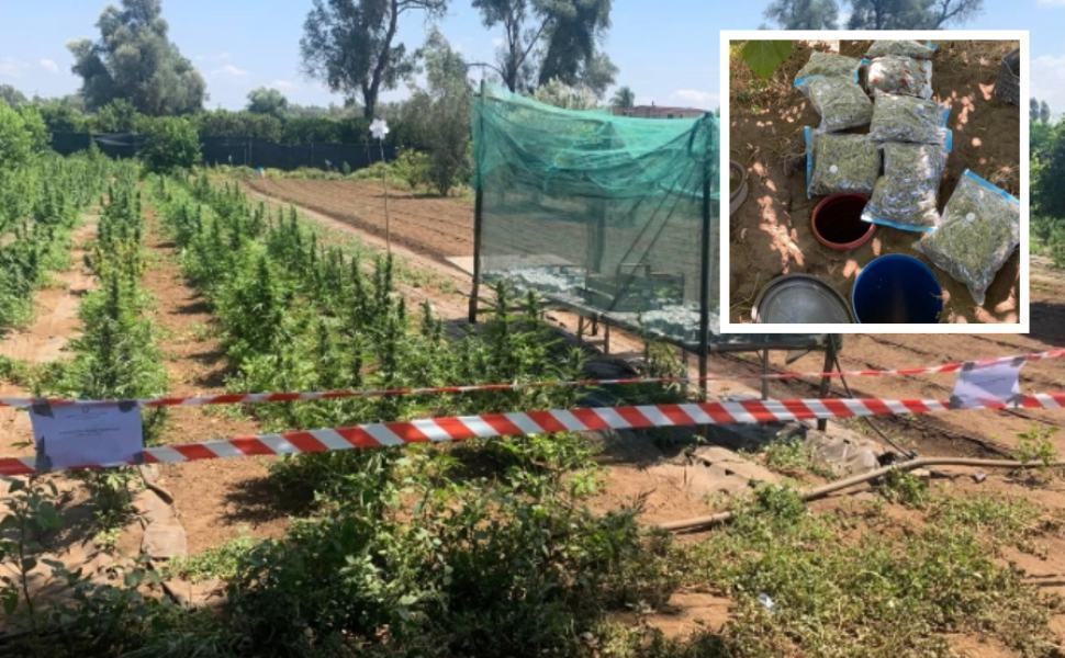 marijuana piantagione