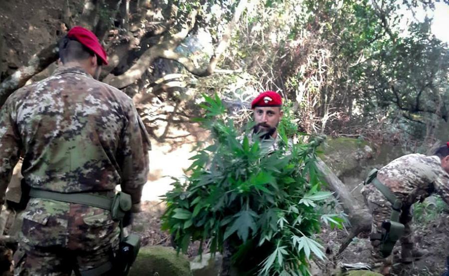 Piantagioni di marijuana scoperte dai carabinieri, distrutte 200 piante 53 marijuana piantagioni 02