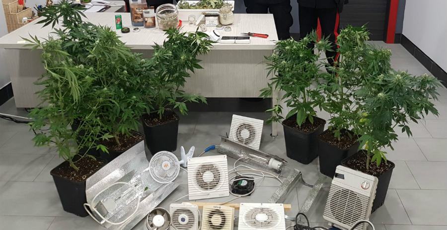 Piante di marijuana nascoste nel sottotetto, 49enne in manette 51 marijuana piante