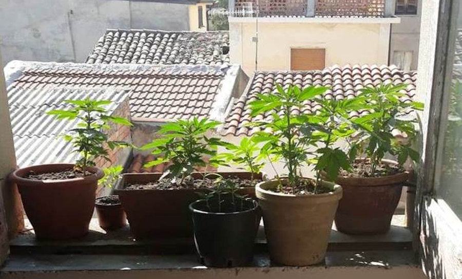 marijuana piantine1 1