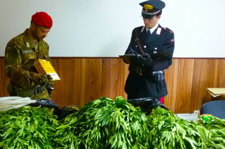 Scoperta una piantagione di marijuana e 6 chili nascosti sotto la sabbia (FOTO e VIDEO) 56 marjuana 001