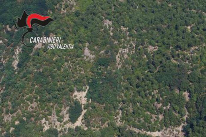 Marijuana su un costone di montagna, piante alte fino a quattro metri 51 maruhg