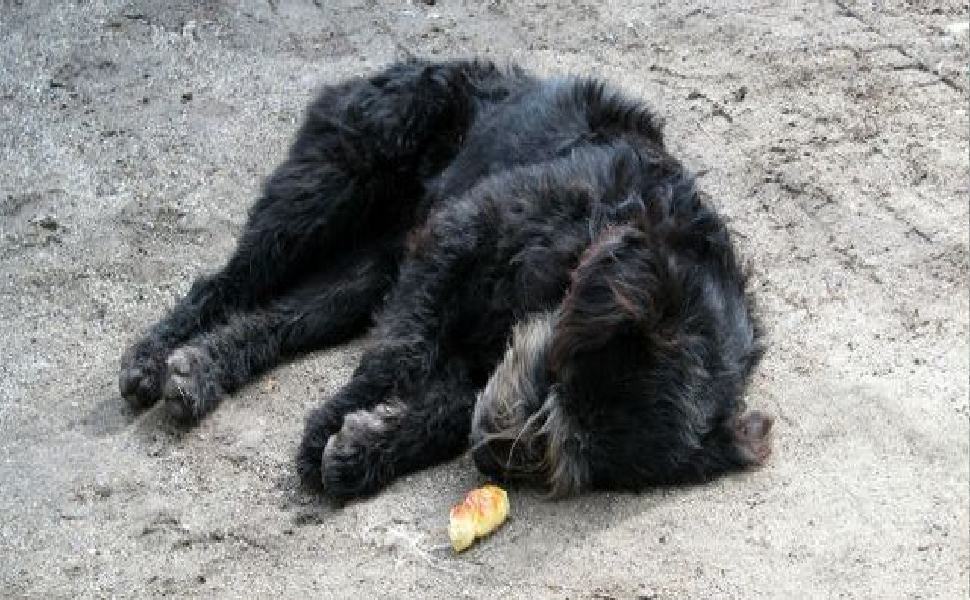 Mattanza di cani e gatti in Calabria, l'appello ai Prefetti "intervenite o denunciamo" 51 mattanza cani