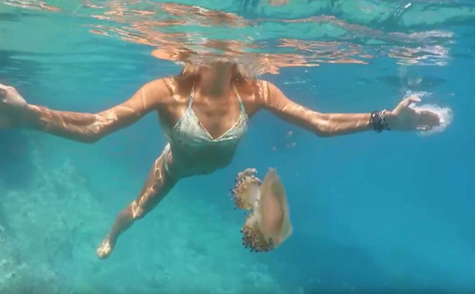 Docente Unical: "meduse in aumento nel Mediterraneo: ucciderle è reato" 2 medusa 1