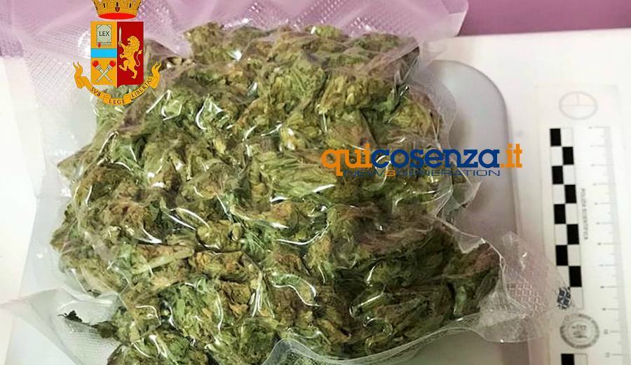 Corigliano, beccato dalla Polizia con oltre mezzo chilo di marijuana: arrestato 20enne 51 mezzo chilo marijuana polizia 1
