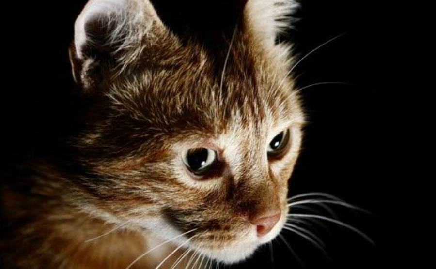 micio michele oroscopo 1