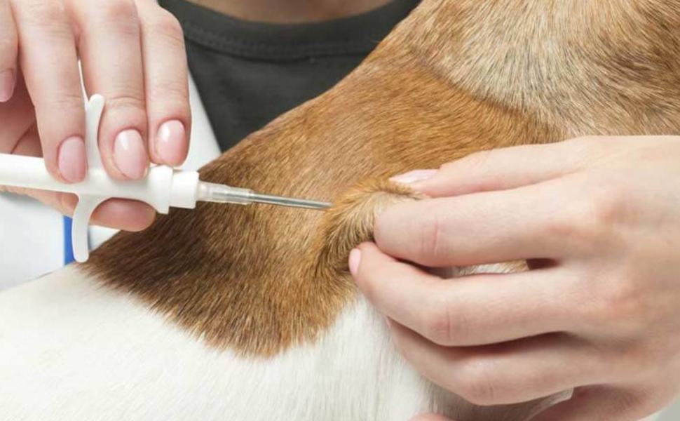 microchip cani