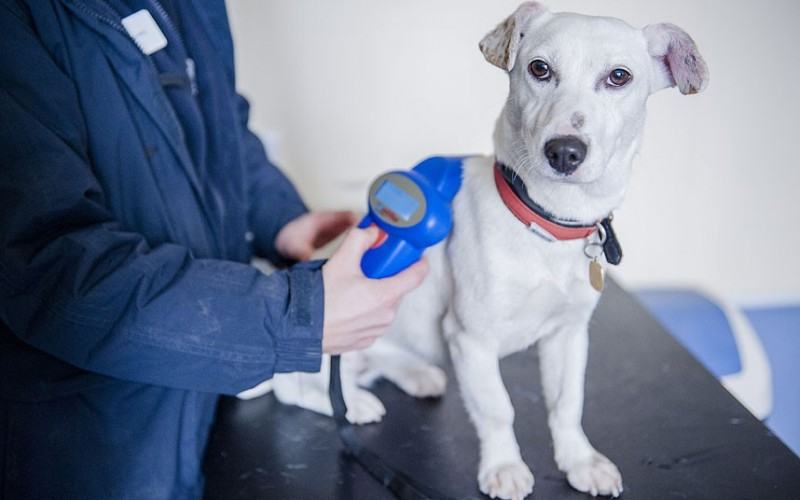 Chippatura gratuita per i cani della provincia di Cosenza 68 microchip