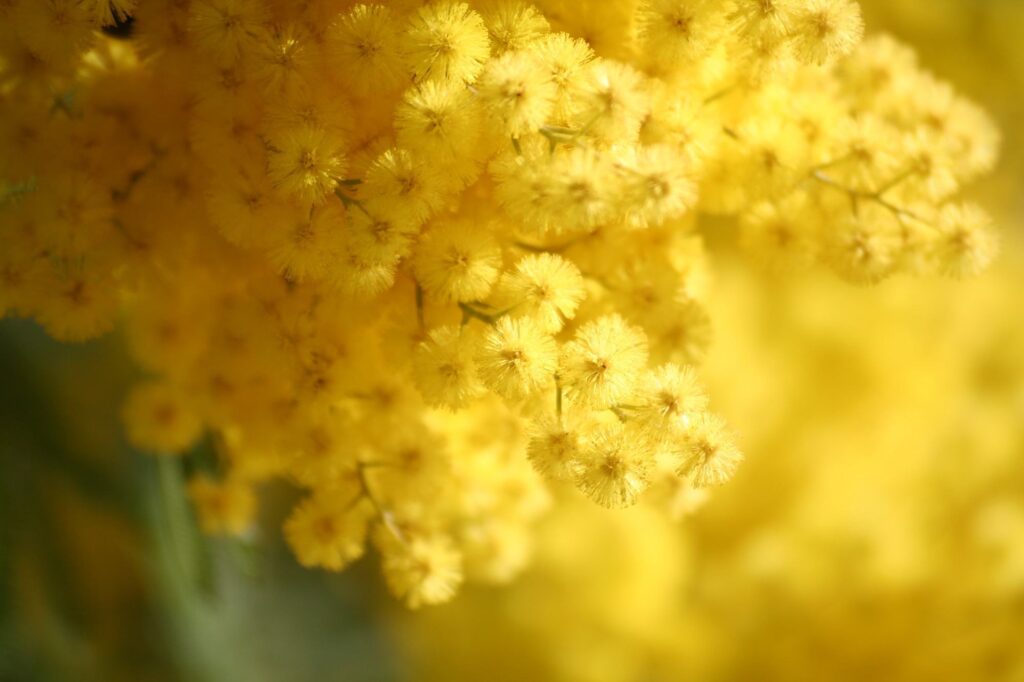 Come coltivare la mimosa anche in vaso 2 mimosa curiosita storia