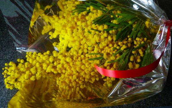 mimose