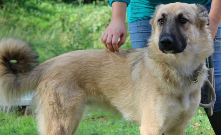 miriam canile donnici